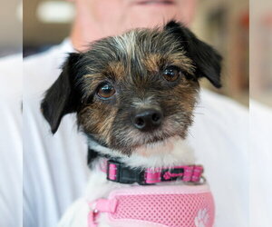 Mutt Dogs for adoption in Mundelein, IL, USA
