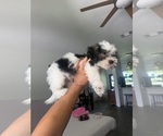 Small Maltese