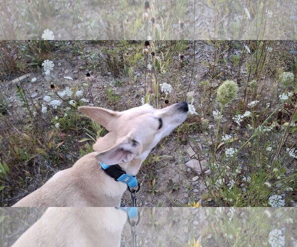 Medium Photo #27 Saluki-Whippet Mix Puppy For Sale in Sebec, ME, USA