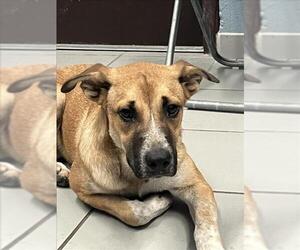 Black Mouth Cur-Unknown Mix Dogs for adoption in Corpus Christi, TX, USA