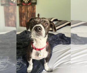 Mutt Dogs for adoption in Candler, NC, USA