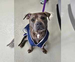 American Pit Bull Terrier-Unknown Mix Dogs for adoption in Catasauqua, PA, USA