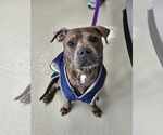 Small American Pit Bull Terrier Mix