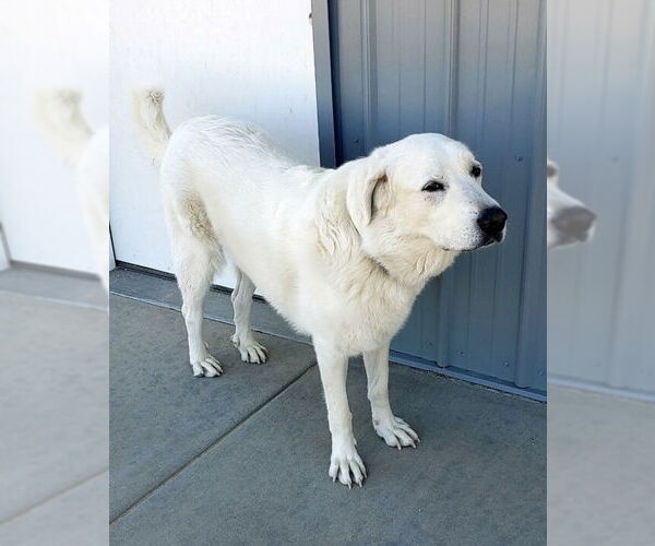 Medium Photo #5 Akbash-Great Pyrenees Mix Puppy For Sale in PEYTON, CO, USA