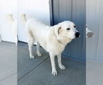Small #4 Akbash-Great Pyrenees Mix