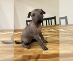 Small #1 Xoloitzcuintli (Mexican Hairless)