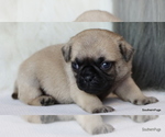 Small Photo #27 Pug Puppy For Sale in WINNSBORO, TX, USA