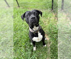 American Pit Bull Terrier-Unknown Mix Dogs for adoption in Virginia Beach, VA, USA
