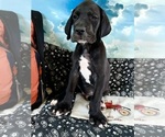 Small Photo #25 Great Dane Puppy For Sale in TUSCUMBIA, AL, USA