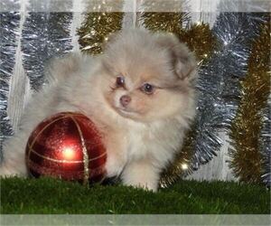 Pomeranian Puppy for sale in TAMPA, FL, USA
