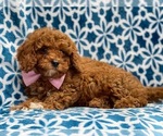 Small #15 Cavapoo-Poodle (Toy) Mix