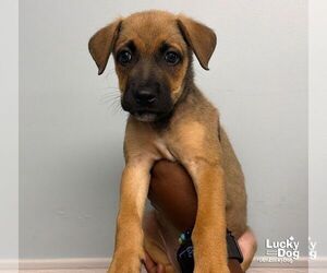 Zoe - Female Carolina Dog-Unknown Mix Dog for Adoption - Photo #2