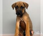 Small Photo #2 Carolina Dog-Unknown Mix Puppy For Sale in Washington, DC, USA