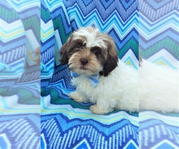 Medium Photo #2 Zuchon Puppy For Sale in LANCASTER, PA, USA