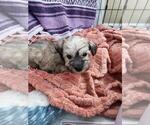 Small #1 Schnauzer (Miniature)