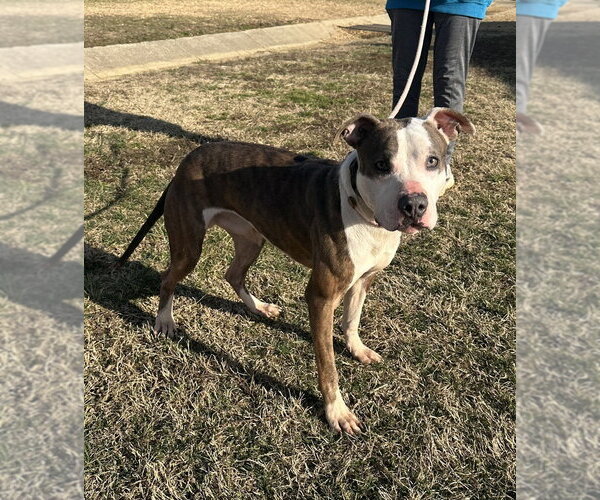 Medium Photo #1 Mutt Puppy For Sale in Evansville, IN, USA