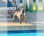 Small Photo #1 Miniature Bull Terrier Puppy For Sale in POMPANO BEACH, FL, USA