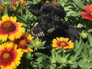Schnauzer (Miniature) Puppy for sale in LEASBURG, MO, USA