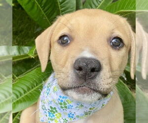 Medium American Staffordshire Terrier-Boxer Mix