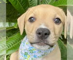 Small American Staffordshire Terrier-Boxer Mix