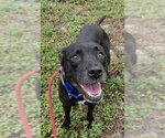 Small Labrador Retriever Mix
