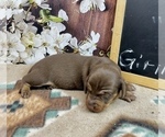 Small #2 Dachshund