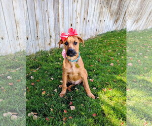 Artie Marie - Female Mutt Dog for Adoption - Photo #3