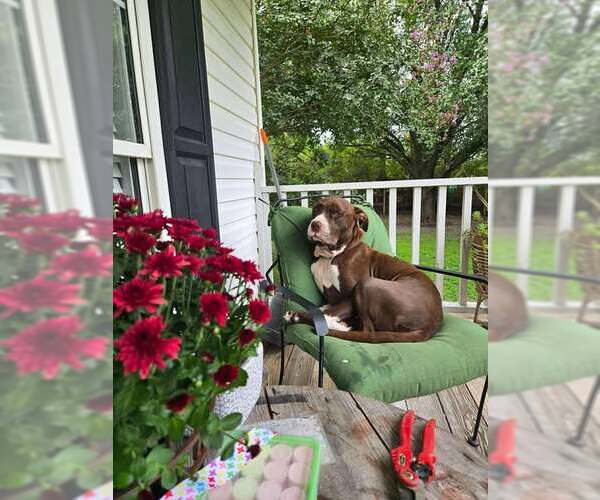 Medium Photo #5 Mutt Puppy For Sale in Holly Springs, NC, USA