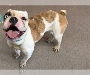 Bulldog Dogs for adoption in San Bernardino, CA, USA