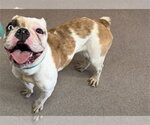 Small Bulldog