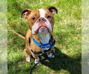 American Pit Bull Terrier-Bulldog Mix Dogs for adoption in Boston, MA, USA