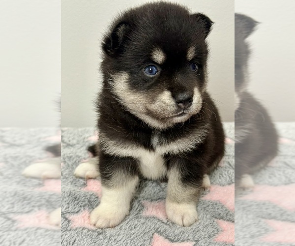 Medium Photo #1 Pomsky-Shiba Inu Mix Puppy For Sale in NASHUA, NH, USA