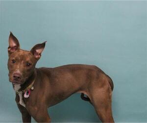 Lab-Pointer Dogs for adoption in Fort Collins, CO, USA