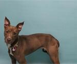 Small Lab-Pointer