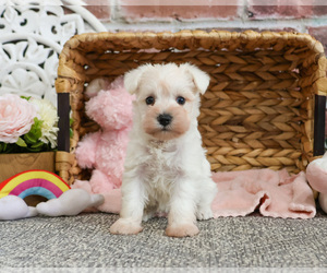 Schnauzer (Miniature) Puppy for sale in SYRACUSE, IN, USA