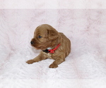 Small Photo #6 Cavapoo Puppy For Sale in HOMELAND, CA, USA