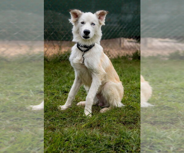 Medium Photo #2 Siberian Husky Puppy For Sale in Evansville, IN, USA