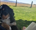 Puppy Sprout Bernese Mountain Dog