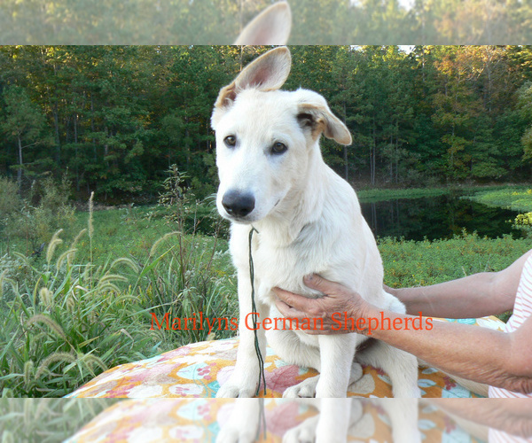 Medium Photo #5 German Shepherd Dog Puppy For Sale in PIEDMONT, MO, USA
