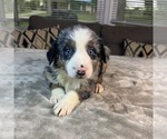 Puppy Boy 2 Australian Shepherd