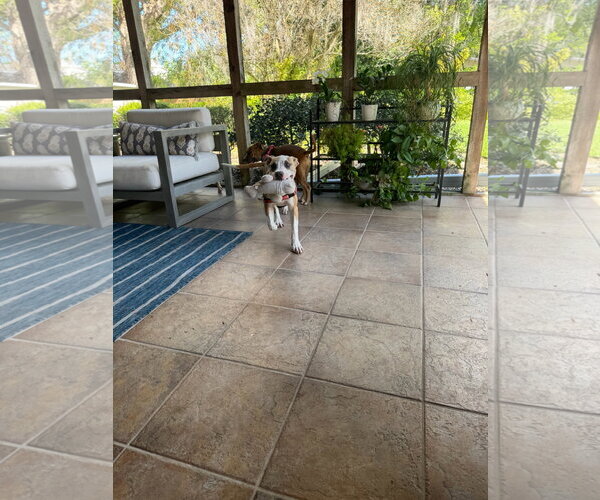Medium Photo #5 Mutt Puppy For Sale in Orlando, FL, USA