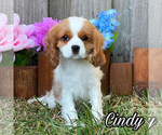 Small Cavalier King Charles Spaniel