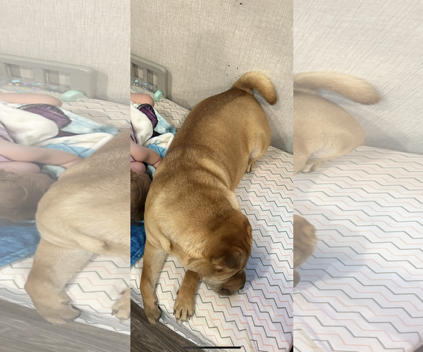 Medium Photo #3 Chinese Shar-Pei Puppy For Sale in Chandler, AZ, USA