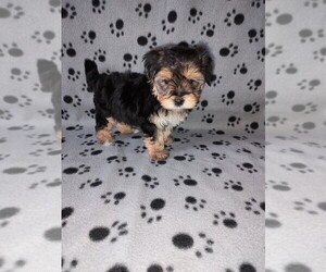 Morkie Puppy for sale in LAPEER, MI, USA