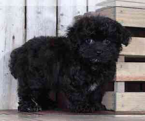 Poovanese Puppy for sale in MOUNT VERNON, OH, USA