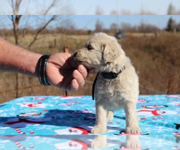 Medium Photo #2 Goldendoodle Puppy For Sale in UNION CITY, TN, USA