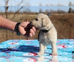 Small Photo #2 Goldendoodle Puppy For Sale in UNION CITY, TN, USA