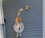 Small #2 Siberian Husky Mix