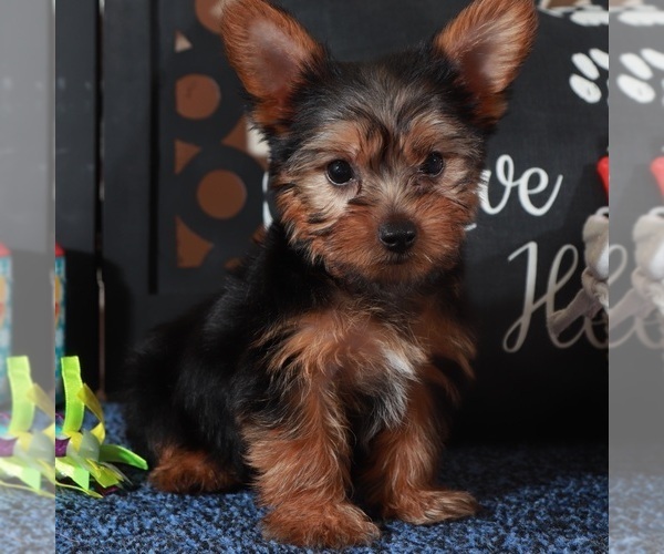 Medium Photo #2 Yorkshire Terrier Puppy For Sale in MOUNT VERNON, OH, USA