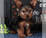 Small #1 Yorkshire Terrier